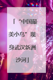 “中国最美小鸟”现身武汉新洲沙河