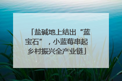 盐碱地上结出“蓝宝石”，小蓝莓串起乡村振兴全产业链