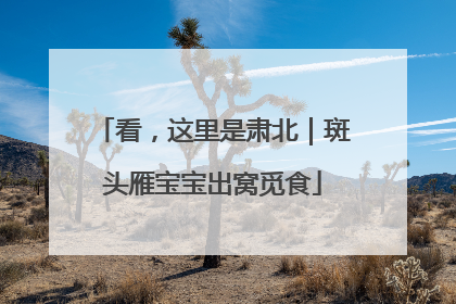 看，这里是肃北｜斑头雁宝宝出窝觅食