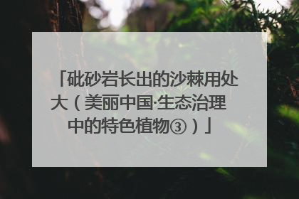 砒砂岩长出的沙棘用处大（美丽中国·生态治理中的特色植物③）