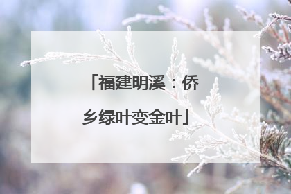 福建明溪：侨乡绿叶变金叶