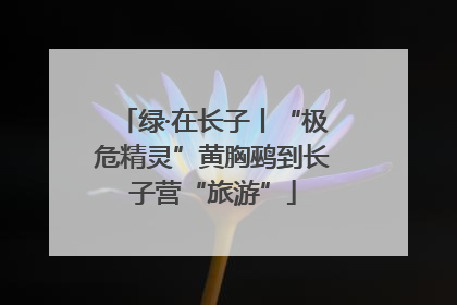 绿·在长子丨“极危精灵”黄胸鹀到长子营“旅游”