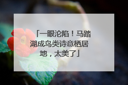 一眼沦陷！马踏湖成鸟类诗意栖居地，太美了