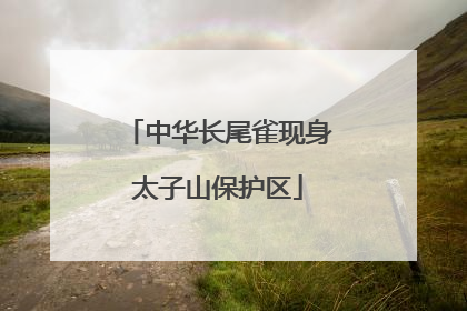 中华长尾雀现身太子山保护区