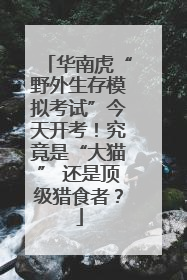 华南虎“野外生存模拟考试”今天开考！究竟是“大猫” 还是顶级猎食者？