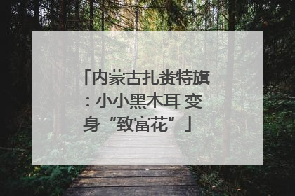 内蒙古扎赉特旗：小小黑木耳 变身“致富花”