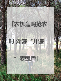 农机轰鸣抢农时 湖滨“开镰”麦飘香