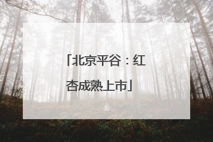北京平谷：红杏成熟上市