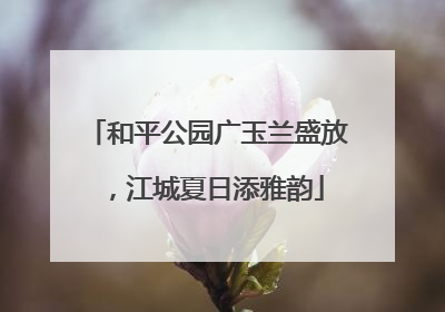 和平公园广玉兰盛放，江城夏日添雅韵