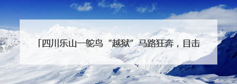 四川乐山一鸵鸟“越狱”马路狂奔，目击者：时速超40码，还对我“笑”了下