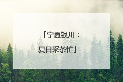 宁夏银川：夏日采茶忙