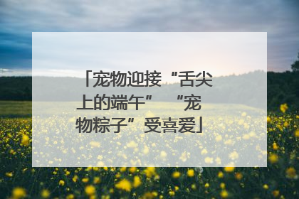 宠物迎接“舌尖上的端午” “宠物粽子”受喜爱