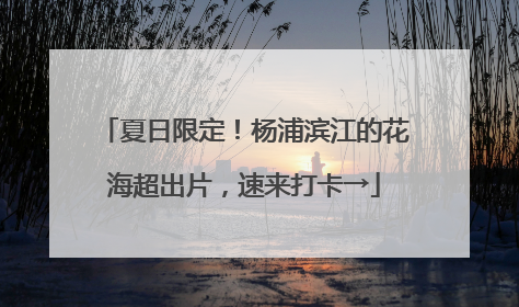 夏日限定！杨浦滨江的花海超出片，速来打卡→
