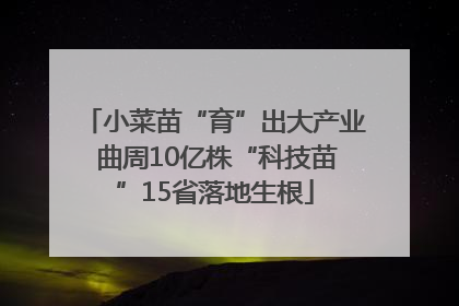 小菜苗“育”出大产业 曲周10亿株“科技苗”15省落地生根