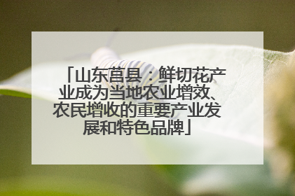山东莒县：鲜切花产业成为当地农业增效、农民增收的重要产业发展和特色品牌