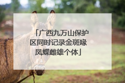 广西九万山保护区同时记录金斑喙凤蝶雌雄个体