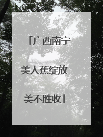广西南宁美人蕉绽放美不胜收