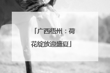 广西梧州：荷花绽放迎盛夏