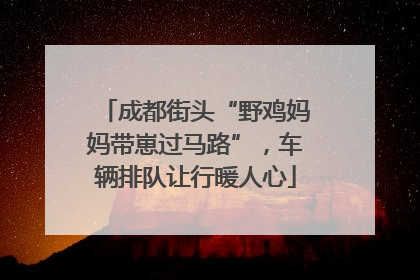 成都街头“野鸡妈妈带崽过马路”，车辆排队让行暖人心
