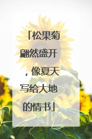 松果菊翩然盛开，像夏天写给大地的情书