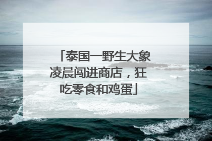 泰国一野生大象凌晨闯进商店，狂吃零食和鸡蛋