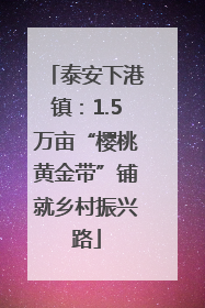 泰安下港镇：1.5万亩“樱桃黄金带”铺就乡村振兴路