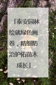 泰安园林绘就绿色画卷，精细防治护佑苗木成长