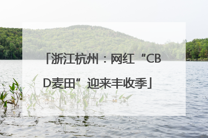 浙江杭州：网红“CBD麦田”迎来丰收季