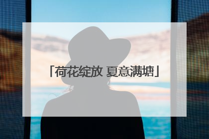 荷花绽放 夏意满塘