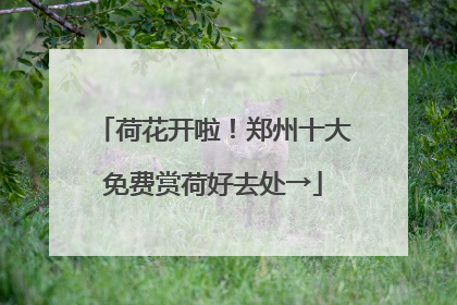 荷花开啦！郑州十大免费赏荷好去处→