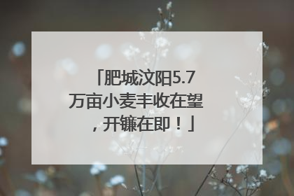 肥城汶阳5.7万亩小麦丰收在望，开镰在即！