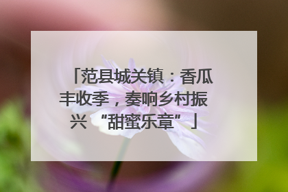 范县城关镇：香瓜丰收季，奏响乡村振兴 “甜蜜乐章”