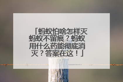 蚂蚁怕啥怎样灭蚂蚁不留痕？蚂蚁用什么药能彻底消灭？答案在这！
