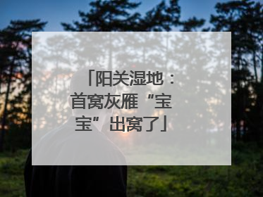 阳关湿地：首窝灰雁“宝宝”出窝了
