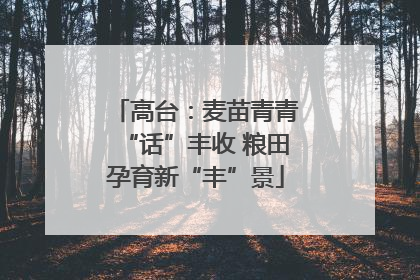 高台：麦苗青青“话”丰收 粮田孕育新“丰”景