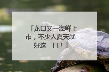 龙口又一海鲜上市，不少人夏天就好这一口！