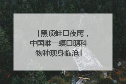 黑顶蛙口夜鹰，中国唯一蟆口鸱科物种现身临沧