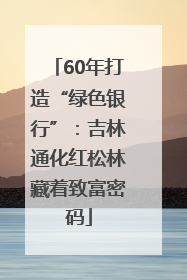 60年打造“绿色银行”：吉林通化红松林藏着致富密码